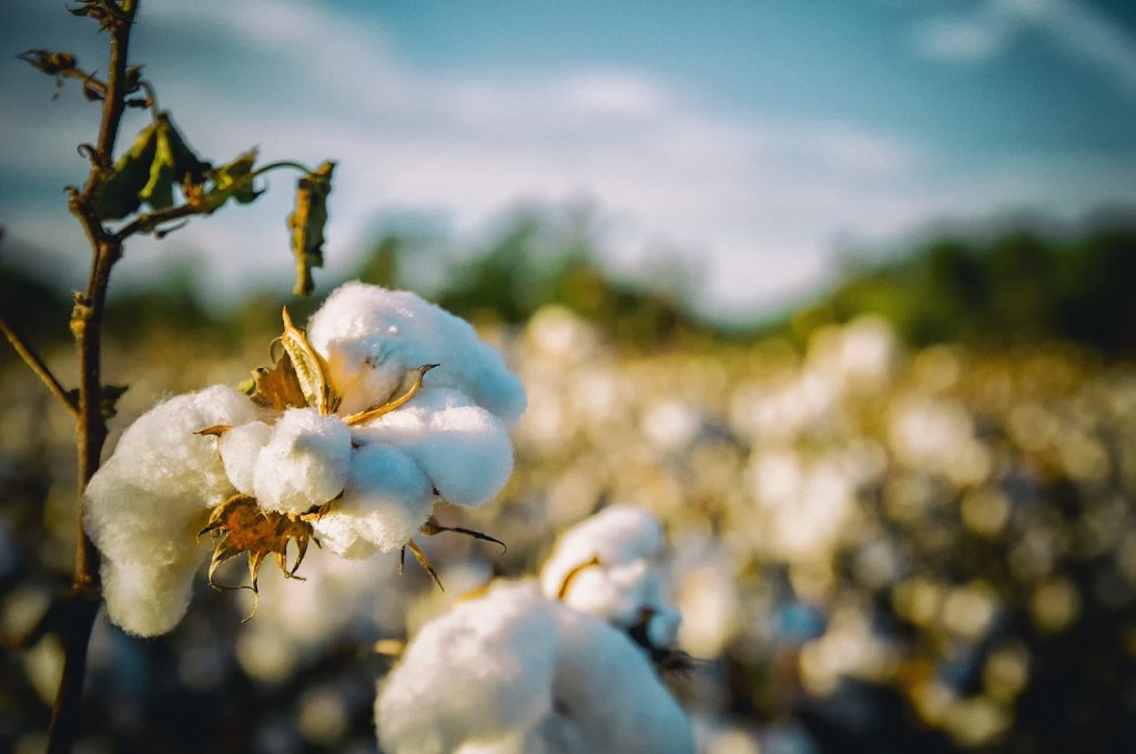 Culture de coton